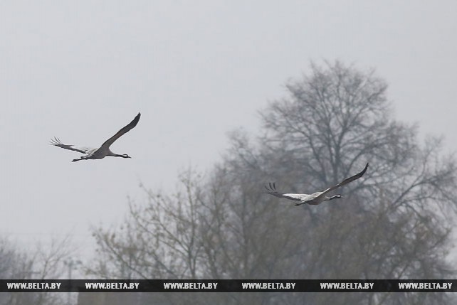 В Беларусь возвращаются перелетные птицы