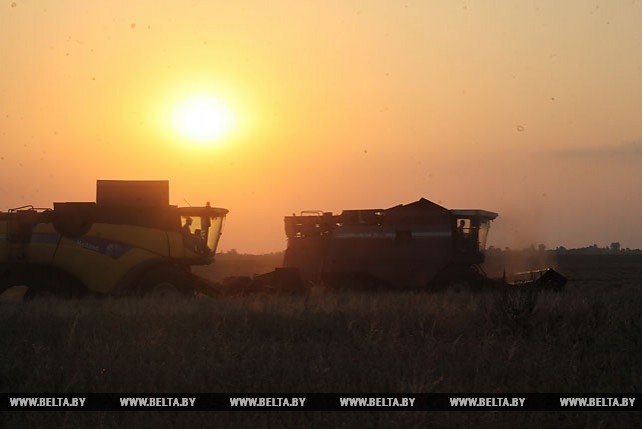 До позднего вечера трудятся хлеборобы на уборке зерновых в Гомельском районе