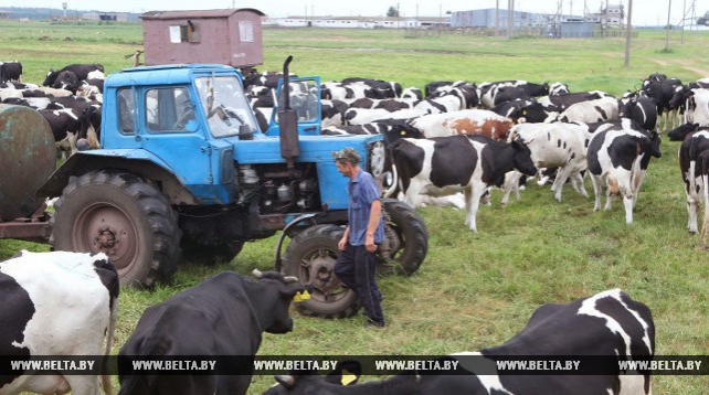 Пастбищное содержание коров в ОАО "Неначское" позволяет увеличить надои