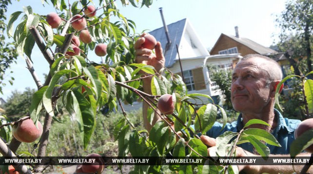 Персики и виноград собирают в Гомельской области