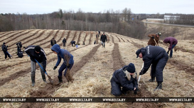 Сотрудники управления Следственного комитета по Витебской области приняли участие в республиканской акции "Неделя леса"