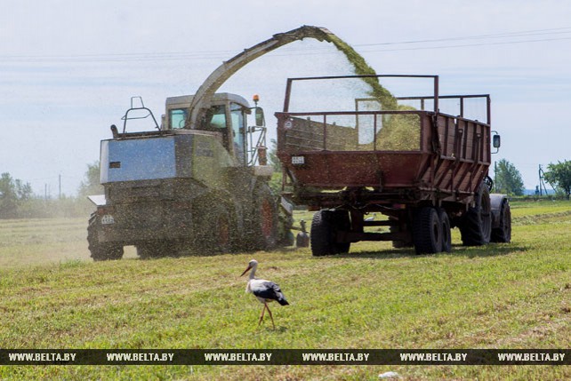 Более 1,6 тыс. га кормовых трав скошено в Жабинковском районе