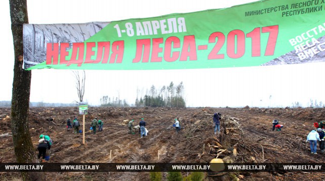 Акция "Неделя леса-2017" стартовала в Беларуси