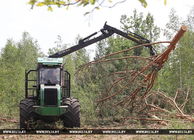 В лесах Мозырского района ликвидируют последствия ураганов