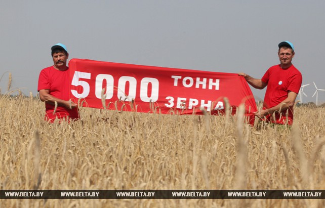 Миллионный рубеж по намолоту зерна преодолели в Могилевской области
