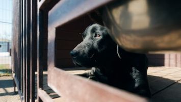 Как живет самая знаменитая белорусская собака Дарк?