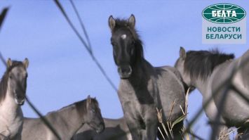 Как живут тарпановидные лошади в Налибокской пуще