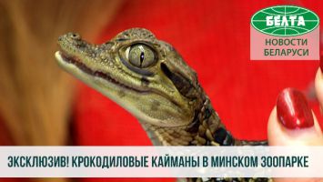 Крокодиловые кайманы в Минском зоопарке