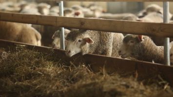 В Логойском районе планируют выпускать кумыс и выращивать элитных овец