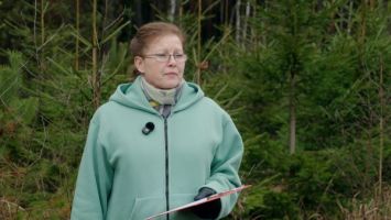 Из леса в дом: как выбирают ели для елочных базаров, где они растут и сколько стоят