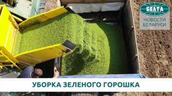 Урожай-2021. Как собирают зеленый горошек в Беларуси