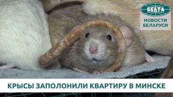 Крысы заполонили квартиру в Минске