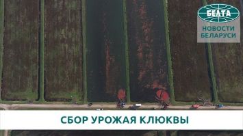 Сбор урожая клюквы в ОАО "Полесские журавины"  