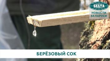 Как в Беларуси заготавливают березовый сок