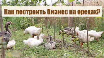 Как не разбаловать фундук? // Фермер из Беларуси выращивает орехи и сыновей-чемпионов!