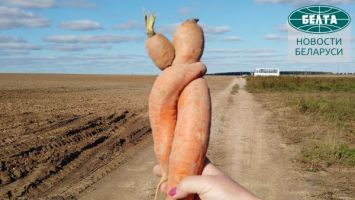 В СПК "Свислочь" приступили к уборке моркови