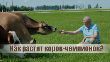 Джерсейские vs голштинские: какие коровы лучше? // &quot;Австрийские Альпы&quot; в Беларуси! // &quot;Белинтерген&quot;
