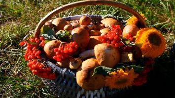 Фестиваль "Криница – грибов столица" прошел в Пружанском районе