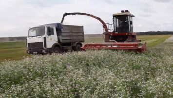 Сельские хозяйства Гомельской области приступили к уборке масленичной редьки