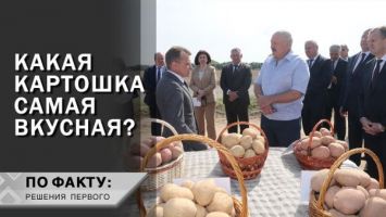 ВСЁ про БУЛЬБУ! // Лукашенко: Картошку я употребляю один раз в неделю! | ПО ФАКТУ