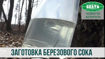 Как заготавливают березовый сок в Копыльском районе