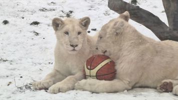 Белые львы в Минском зоопарке