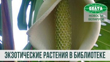 Экзотические растения Национальной библиотеки Беларуси