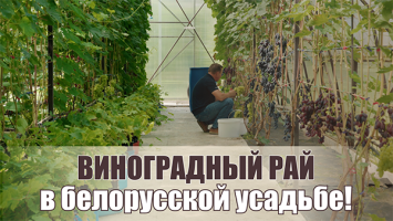 "Взрывается во рту!" // Такой виноград удивит даже гурманов! // ТОП сортов для белорусского климата