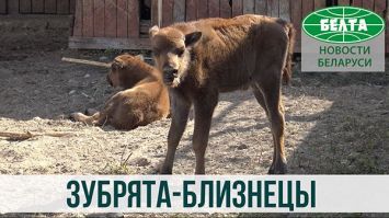 Двойня зубрят родилась в Минском зоопарке