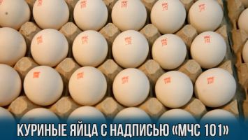 Куриные яйца с надписью "МЧС 101" изготовила Городокская птицефабрика