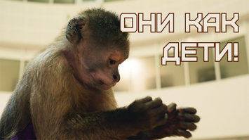 Как живут обезьяны в Белгосцирке? | ВСЁ про дрессировку КАПУЦИНОВ
