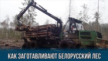 Как заготавливают белорусский лес