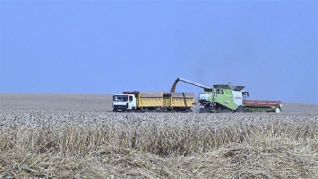 Уборка зерновых в Минском районе