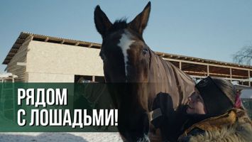 Их хотели убить, но спасли волонтёры! // Трогательные истории лошадей: первая Ласточка, Лёлик и Энергия