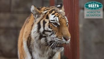 "Полосатый" год, или Тигры в Минском зоопарке
