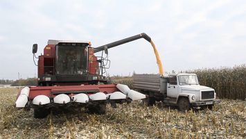 Уборка кукурузы на зерно