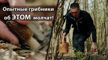 До €1000 за КИЛО! Где в Беларуси искать сморчки? // Готовим кленовый сироп дома! // Всё о дикоросах