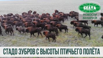 Стадо из 250 зубров пасется на территории охотхозяйства СПК "Озеры"