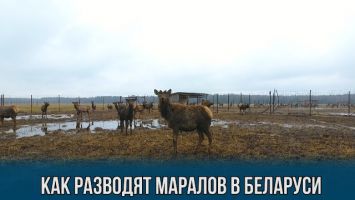 Алтайских маралов разводят в Беларуси