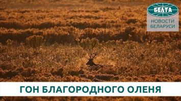 Гон благородного оленя в Национальном парке "Беловежская пуща"