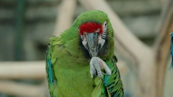 НямАгути, Бананоед, Плавникоденс. Квест "Монстры на каникулах" проходит в Минском зоопарке