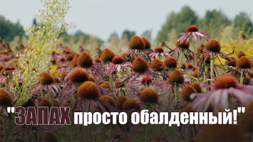 ЭТОГО вы не знали о шиповнике! // Какие травы снимают стресс? // Экскурсия на уникальные плантации!