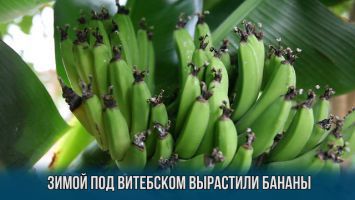 В январе в Витебской области вырастили цитрусовые и бананы