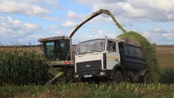 Уборка кукурузы на силос в Витебском районе