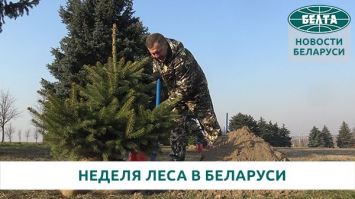 Более 18 млн деревьев планируется высадить в Беларуси во время "Недели леса"