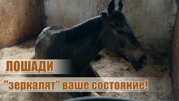 С лошадьми с детства! // Белоруска превратила хобби в карьеру! // Сколько стоит содержание коня?