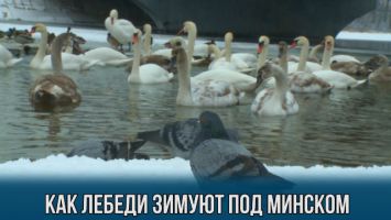 Как лебеди зимуют под Минском