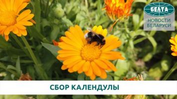 Каждый цветок вручную - как собирают календулу в Беларуси. Показываем за минуту!