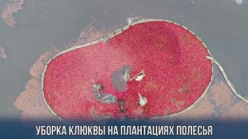 Уборка клюквы на плантациях Полесья