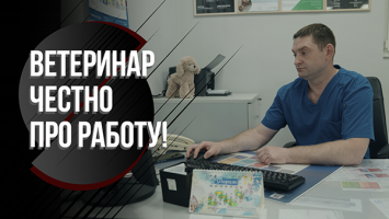 "Йорк начал спать на подушке" // Ветврач про редкие случаи, цены на услуги и скандальных владельцев